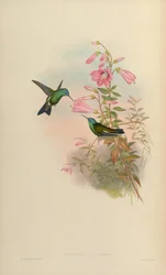 Amazilia cyanifrons